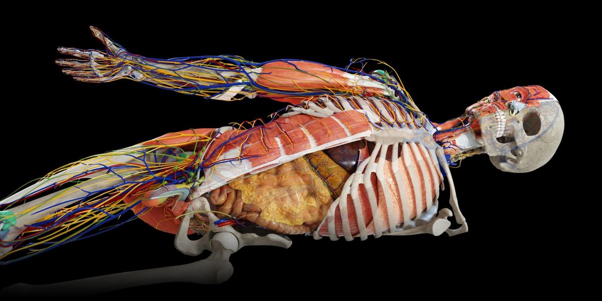 Anatomy